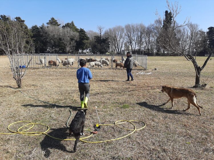 Cuestionando la idea de que toda actividad ganadera necesita de una alfalfa, el veterinario Javier Aguilar decidió aplicar un pastoreo rotativo para sus ovejas