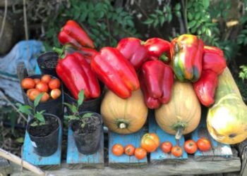 Para fomentar el contacto con la naturaleza y la biología, crearon el proyecto “Una casa, una huerta”
