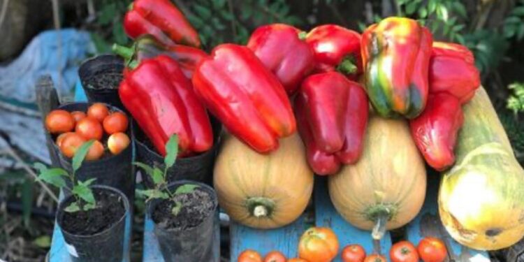 Para fomentar el contacto con la naturaleza y la biología, crearon el proyecto “Una casa, una huerta”