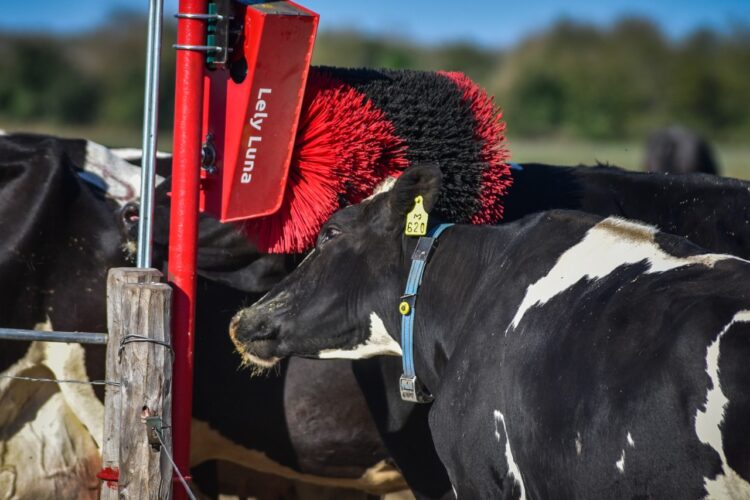 La Rosalía es un establecimiento lechero que lo tiene todo: certificaciones de bienestar animal, energía solar y ahora busca ser el primer tambo carbono neutro