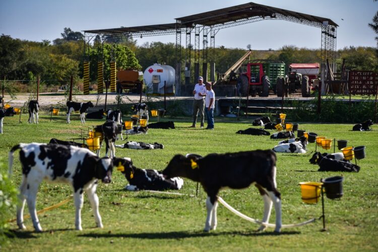 La Rosalía es un establecimiento lechero que lo tiene todo: certificaciones de bienestar animal, energía solar y ahora busca ser el primer tambo carbono neutro