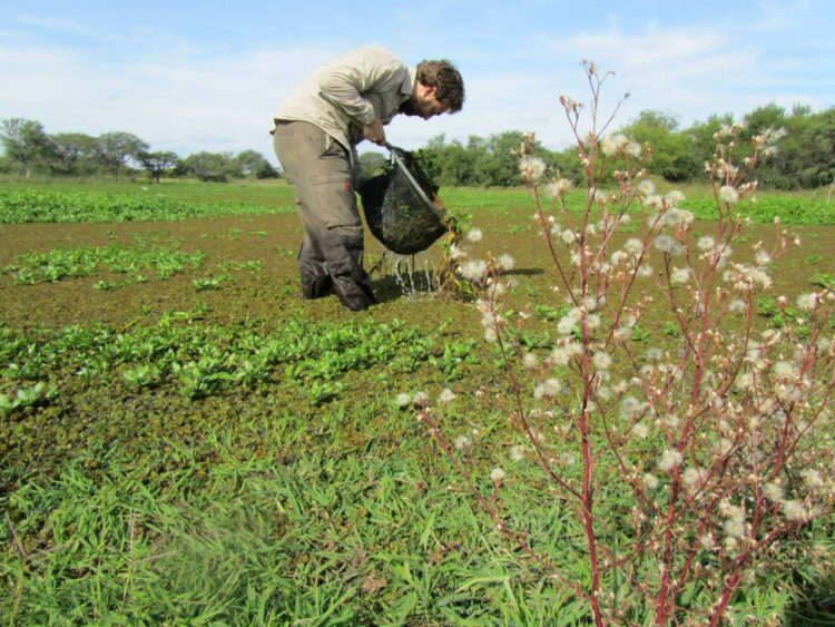 El biólogo Felipe Alonso trabaja para la conservación de los pequeños peces killis: Cualquiera puede convivir con ellos en el campo