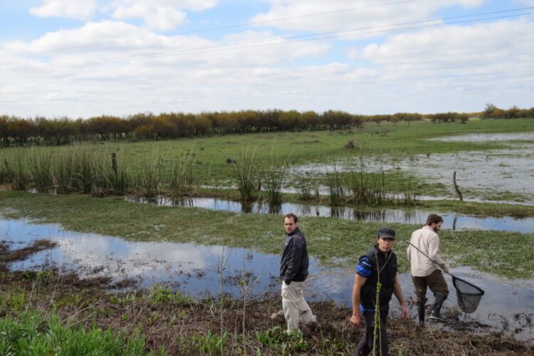 El biólogo Felipe Alonso trabaja para la conservación de los pequeños peces killis: Cualquiera puede convivir con ellos en el campo