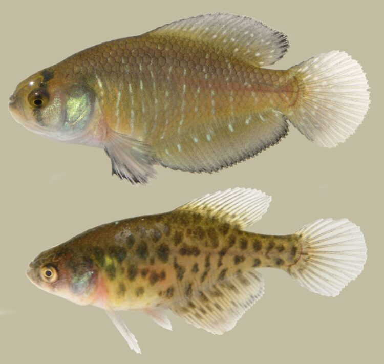 El biólogo Felipe Alonso trabaja para la conservación de los pequeños peces killis: Cualquiera puede convivir con ellos en el campo