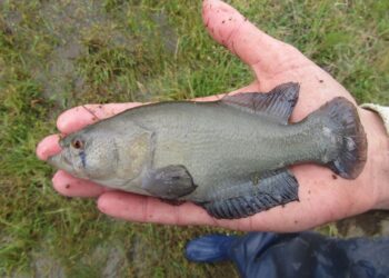 El biólogo Felipe Alonso trabaja para la conservación de los pequeños peces killis: Cualquiera puede convivir con ellos en el campo