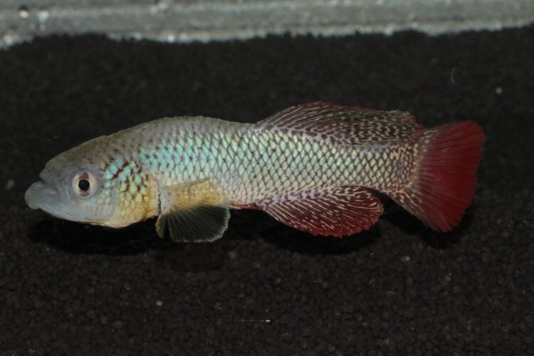 El biólogo Felipe Alonso trabaja para la conservación de los pequeños peces killis: Cualquiera puede convivir con ellos en el campo