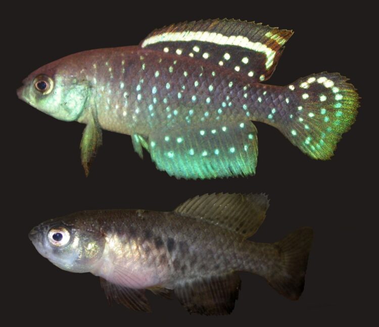 El biólogo Felipe Alonso trabaja para la conservación de los pequeños peces killis: Cualquiera puede convivir con ellos en el campo