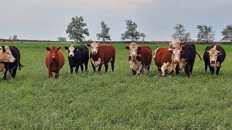Delia García mantiene viva la llama del legado familiar en su establecimiento de Pellegrini: “El campo es el único que puede sacarnos de la situación de subdesarrollo en la cual nos encontramos”