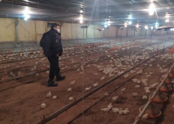 Como productor integrado, Leonardo Cajide pretende modernizar sus galpones avícolas para poder soportar el alto costo de la energía