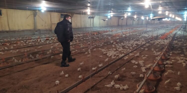 Como productor integrado, Leonardo Cajide pretende modernizar sus galpones avícolas para poder soportar el alto costo de la energía