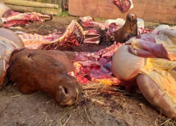 Cuatreros de contrabando en Formosa: La familia Usandivaras pierde más de 100 cabezas por año y buena parte de esa faena clandestina se cruza hacia el Paraguay