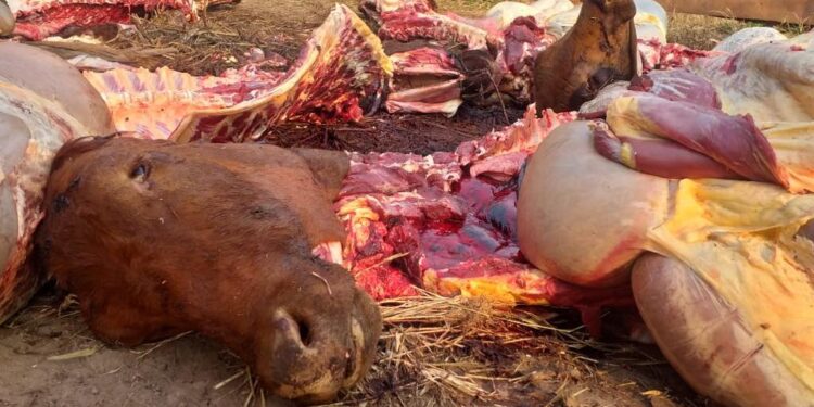 Cuatreros de contrabando en Formosa: La familia Usandivaras pierde más de 100 cabezas por año y buena parte de esa faena clandestina se cruza hacia el Paraguay