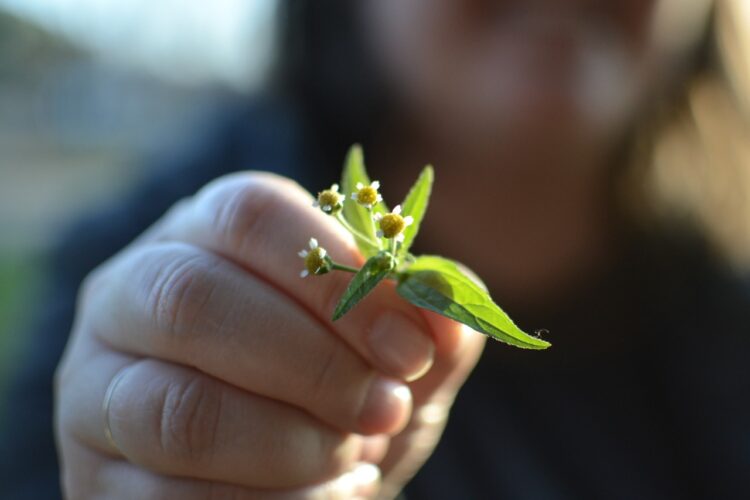 “La idea es que las alacenas vuelvan a estar llenas de alimentos genuinos”, dice Julio Hernández, que enseña a buscarlos en el monte y las ciudades
