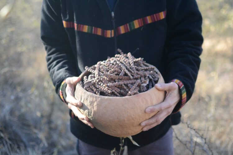 “La idea es que las alacenas vuelvan a estar llenas de alimentos genuinos”, dice Julio Hernández, que enseña a buscarlos en el monte y las ciudades