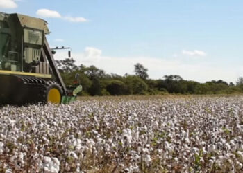 Los Pollini están invirtiendo $ 450 millones para levantar una nueva desmotadora de algodón en Chaco