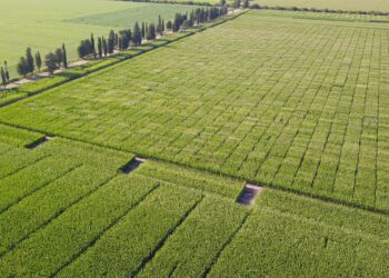 Cada ambiente tiene lo suyo: La aplicación de agricultura digital de ACA ya cuenta con más de 2200 usuarios activos