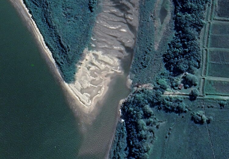 El INTA lanzó un alerta sobre el arroz: La bajante del Paraná podría achicar la superficie de siembra