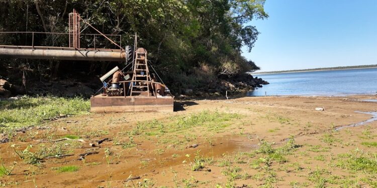 El INTA lanzó un alerta sobre el arroz: La bajante del Paraná podría achicar la superficie de siembra