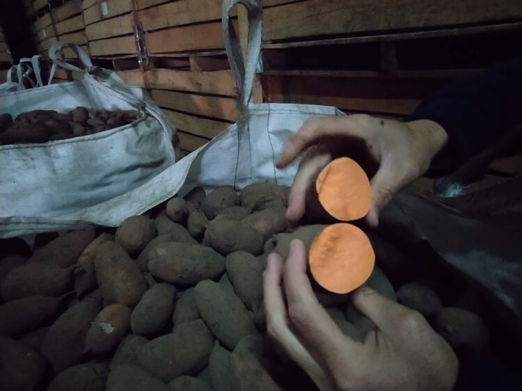 Al final, la Reina Batata vivía en San Pedro: La familia Manresa la produce desde 1900 y su principal mercado es el interno