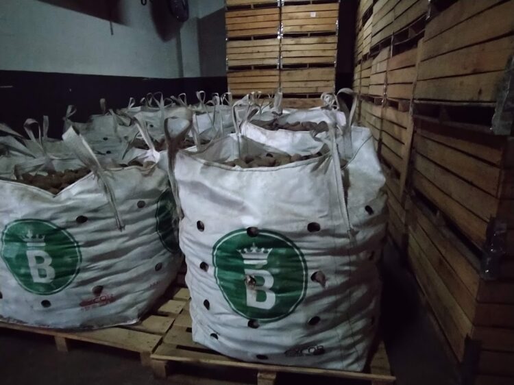 Al final, la Reina Batata vivía en San Pedro: La familia Manresa la produce desde 1900 y su principal mercado es el interno