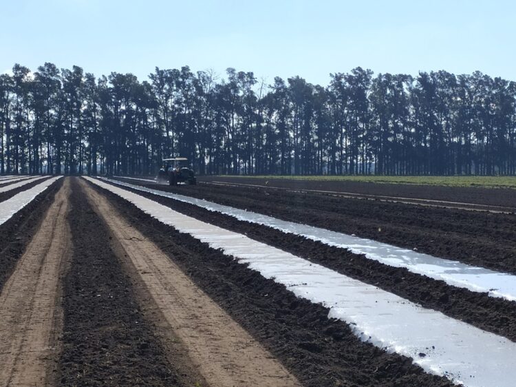 Al final, la Reina Batata vivía en San Pedro: La familia Manresa la produce desde 1900 y su principal mercado es el interno