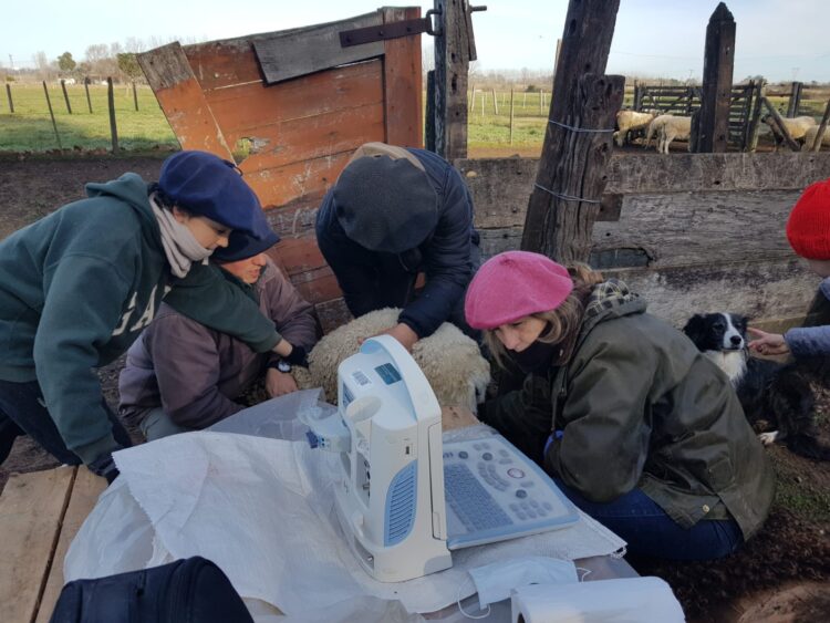 Ovinos de la Cruz: Los ovejeros del norte bonaerense ya venden carne pareja y con trazabilidad