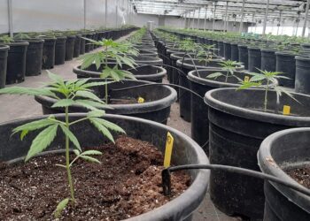 Cannabis medicinal: INTA trabaja en once proyectos de investigación localizados en siete provincias