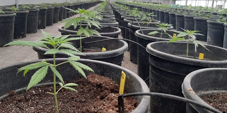 Cannabis medicinal: INTA trabaja en once proyectos de investigación localizados en siete provincias