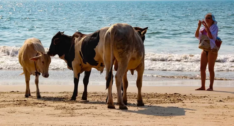 Las vacas coparon la isla de Córcega: las autoridades francesas cerraron las playas luego de que atacaran a turistas y lugareños