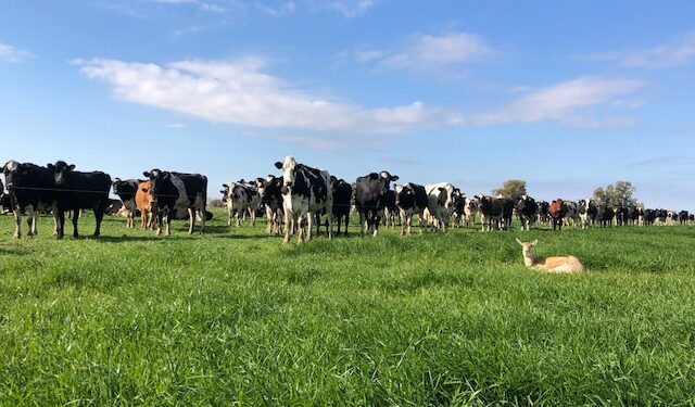 Los hermanos Coluccio cambiaron todo el manejo del tambo familiar y comenzaron a producir leche orgánica para Nestlé