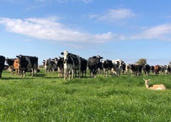 Los hermanos Coluccio cambiaron todo el manejo del tambo familiar y comenzaron a producir leche orgánica para Nestlé