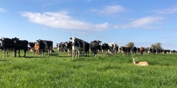 Los hermanos Coluccio cambiaron todo el manejo del tambo familiar y comenzaron a producir leche orgánica para Nestlé
