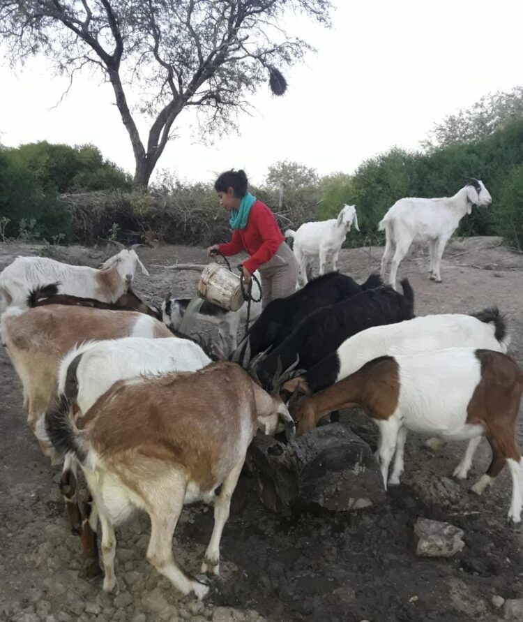 Pequeños campesinos producen “cabritos de monte” agroecológicos en Añatuya: Hasta los curan con medicinas naturales