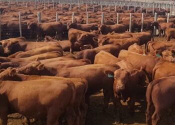 Las emisiones de gases en un ciclo ganadero mixto serían menores en la etapa de feedlot que en la cría con pasturas