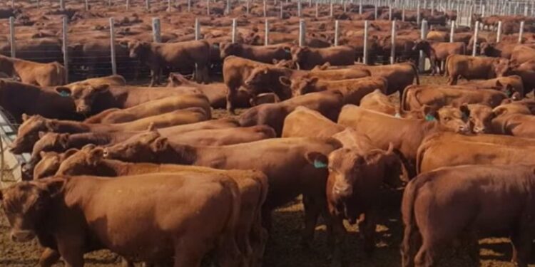 Las emisiones de gases en un ciclo ganadero mixto serían menores en la etapa de feedlot que en la cría con pasturas