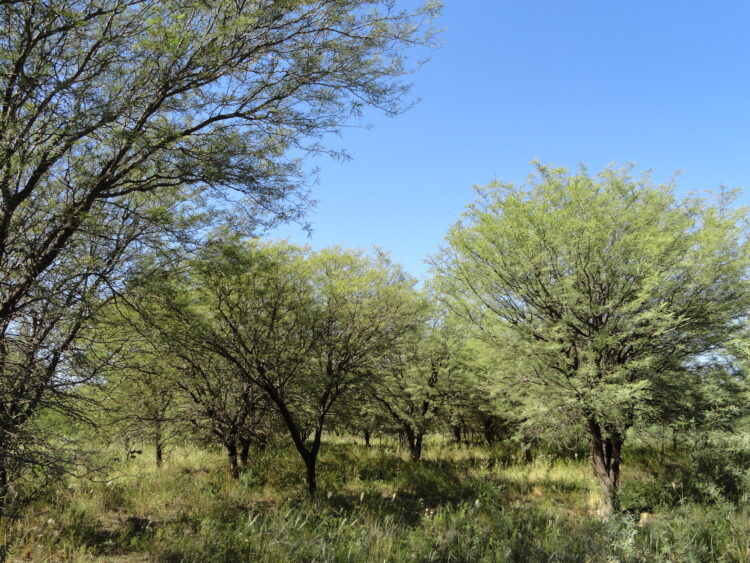 Pequeños campesinos producen “cabritos de monte” agroecológicos en Añatuya: Hasta los curan con medicinas naturales