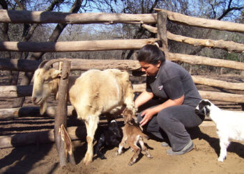 Pequeños campesinos producen “cabritos de monte” agroecológicos en Añatuya: Hasta los curan con medicinas naturales