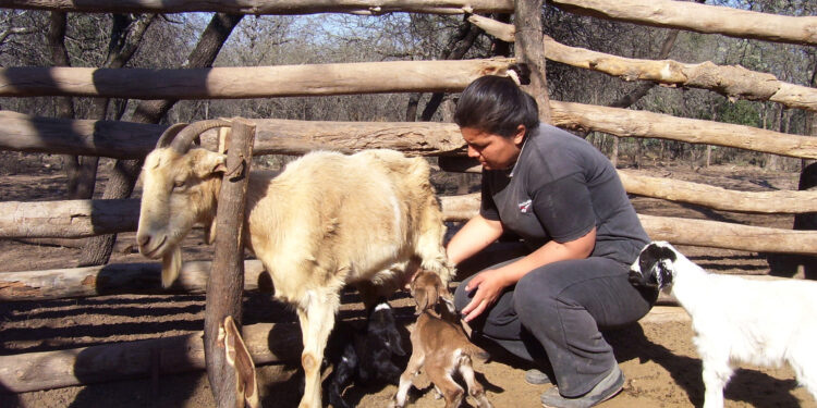 Pequeños campesinos producen “cabritos de monte” agroecológicos en Añatuya: Hasta los curan con medicinas naturales