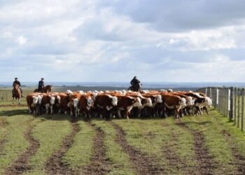 Comparaciones odiosas: Uruguay está exportando como nunca su carne vacuna, también hacienda en pie y hasta carne ovina