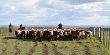 Comparaciones odiosas: Uruguay está exportando como nunca su carne vacuna, también hacienda en pie y hasta carne ovina