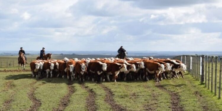Comparaciones odiosas: Uruguay está exportando como nunca su carne vacuna, también hacienda en pie y hasta carne ovina
