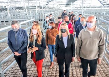 Tiempos modernos: El día que Máximo Kichner hizo campaña desde los corrales del mercado ganadero que reemplazará al histórico Liniers