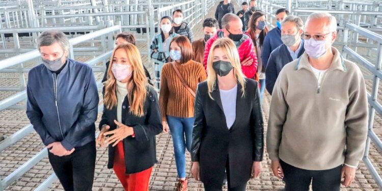 Tiempos modernos: El día que Máximo Kichner hizo campaña desde los corrales del mercado ganadero que reemplazará al histórico Liniers