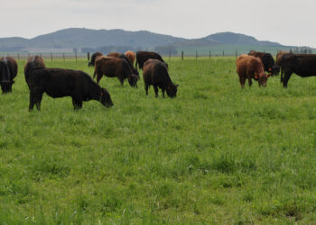 Adrián Bifaretti, del IPCVA, cree que la ganadería podrá demostrar que es sustentable: “Los pastizales de la Argentina equivalen a lo que emitimos como país durante 75 años”