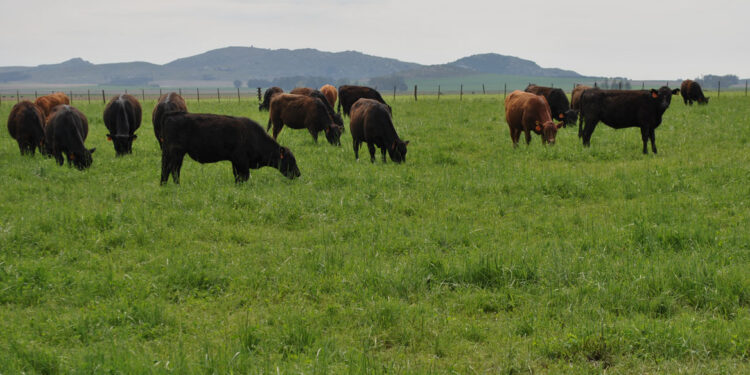 Adrián Bifaretti, del IPCVA, cree que la ganadería podrá demostrar que es sustentable: “Los pastizales de la Argentina equivalen a lo que emitimos como país durante 75 años”