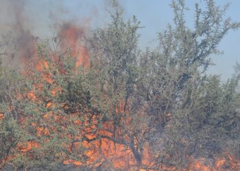 Argentina inflamable: El INTA calcula que 60% del territorio es árido e invita a los incendios, por eso diseñó un modelo para medir los daños