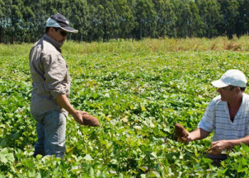 Se buscan directores para siete de los principales institutos de investigación del INTA