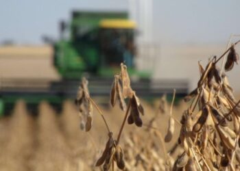 Preguntas transgénicas: ¿Cómo será el retiro de la tecnología Intacta del país? ¿Y se terminan los controles de Bolsatech?