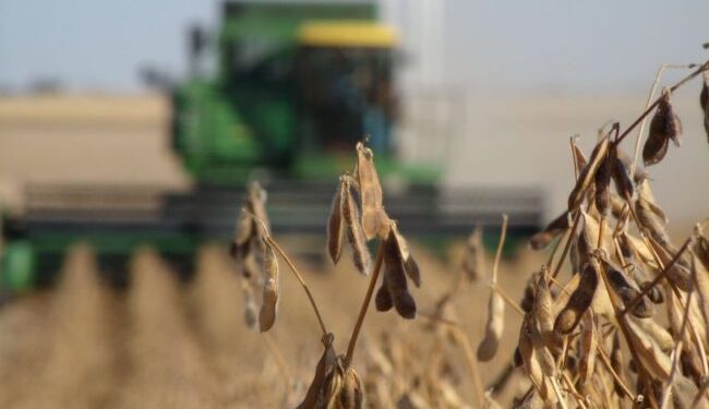 Preguntas transgénicas: ¿Cómo será el retiro de la tecnología Intacta del país? ¿Y se terminan los controles de Bolsatech?