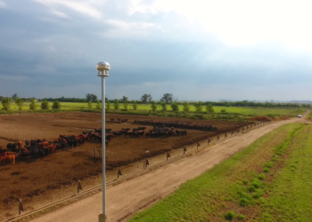 Se acerca Santa Rosa: ¿Por qué un rayo puede matar decenas de vacas en un campo y qué hacer para evitarlo?